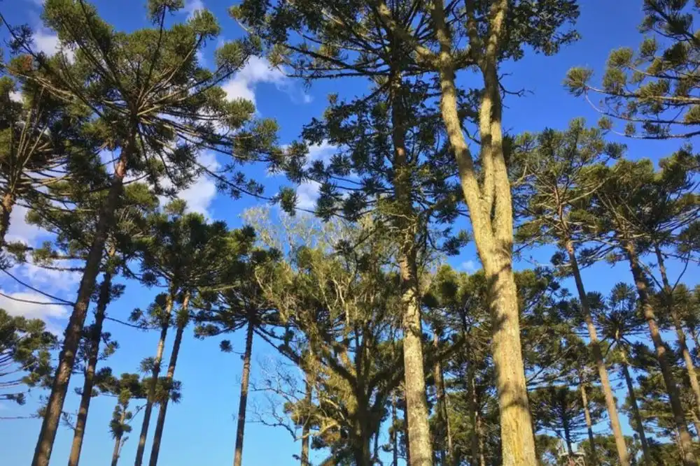 madeira-pinus-arvore
