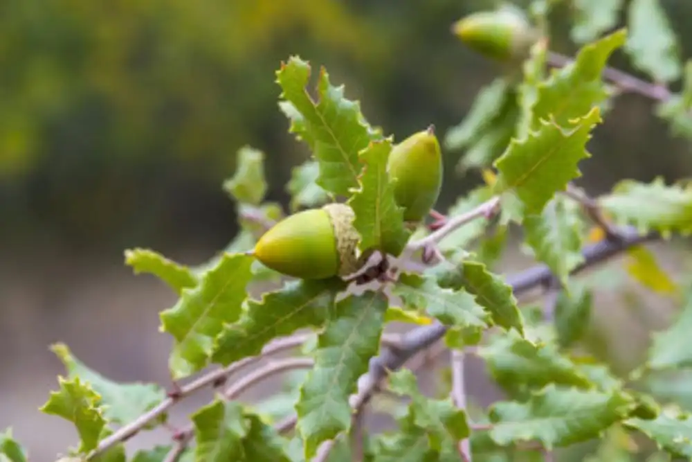 carvalho-Quercus faginea