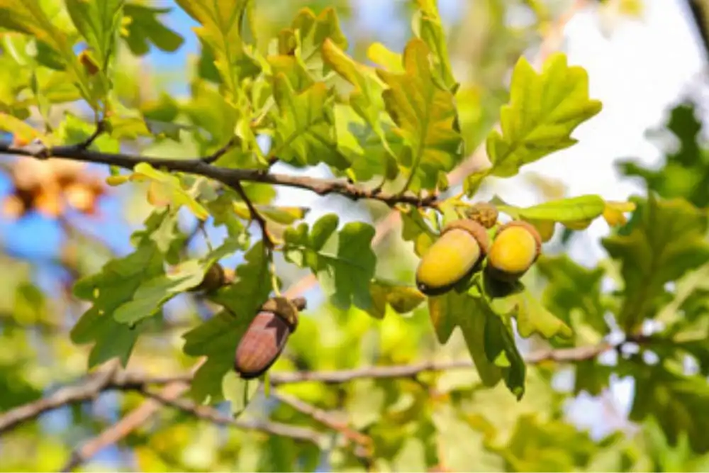 carvalho-Quercus robur)