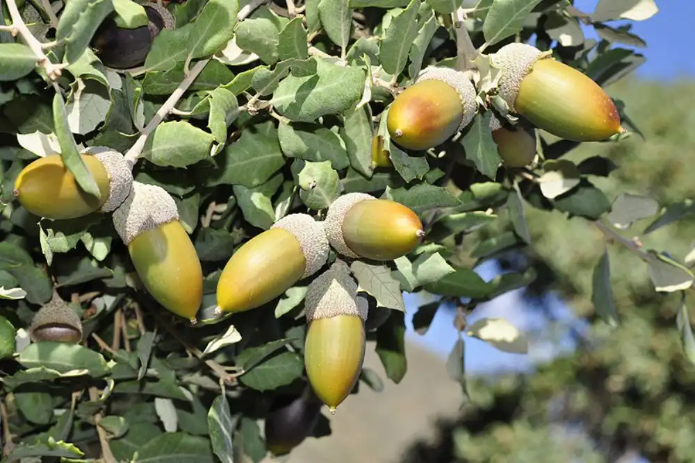 carvalho-Quercus rotundifolia