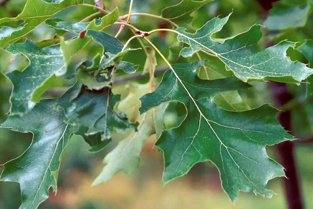 carvalho-Quercus velutina