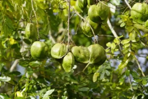 A Madeira Cumaru: Durabilidade e Beleza Natural