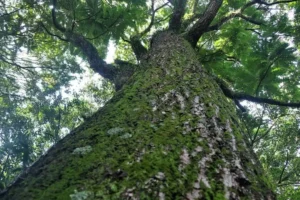 Cedro Rosa: Tudo o Que Você Precisa Saber