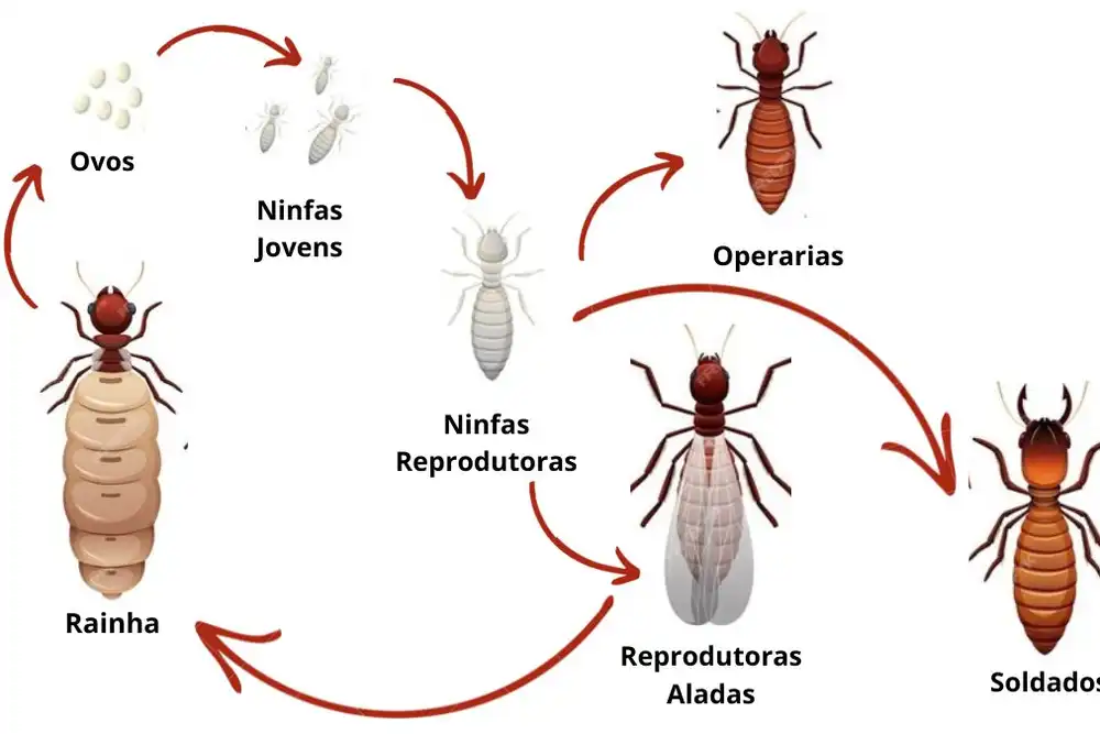 tipos-de-cupim-de-madeira-ciclo-de-vida